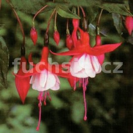 fuchsie Madam Cronelissen - Fuchsia Madam Cronelissen