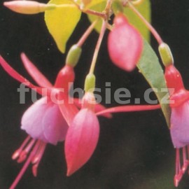 fuchsie Saturnus - Fuchsia Saturnus