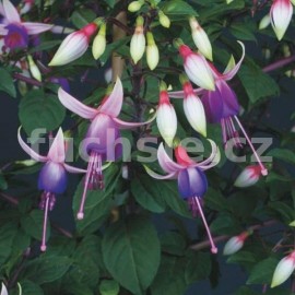 fuchsie Ellebel - Fuchsia Ellebel