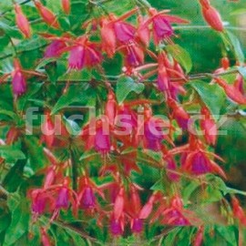 fuchsie Benisser Hardy - Fuchsia Benisser Hardy