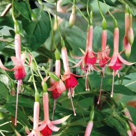 fuchsie Willie Tanerus - Fuchsia Willie Tanerus