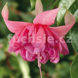 fuchsie Peachy - Fuchsia Peachy