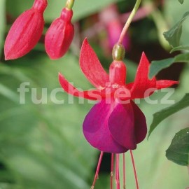 fuchsie J.C. Hendriks - Fuchsia J.C. Hendriks