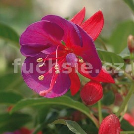 fuchsie Hanna Blue - Fuchsia Hanna Blue