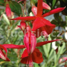 fuchsie Red Bells - Fuchsia Red Bells