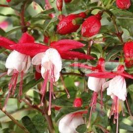 fuchsie Sunfilipe - Fuchsia Sunfilipe