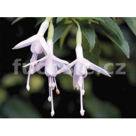 fuchsie Magellenica Alba - Fuchsia Magellenica Alba