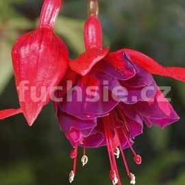 fuchsie Royal Velvet - Fuchsia Royal Velvet