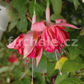 fuchsie Nicola Claire - Fuchsia Nicola Claire