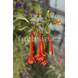 fuchsie Paul Berry - Fuchsia Paul Berry