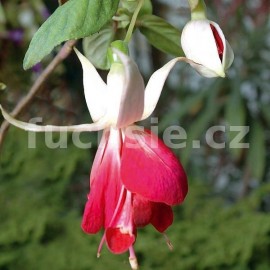 fuchsie Frosted Flame - Fuchsia Frosted Flame