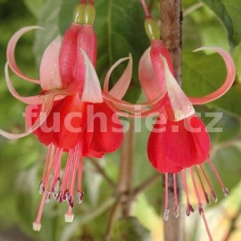 fuchsie Eternal Flame - Fuchsia Eternal Flame