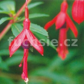 fuchsie David - Fuchsia David