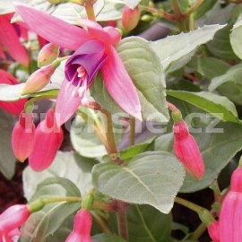 fuchsie Tyrol - Fuchsia Tyrol