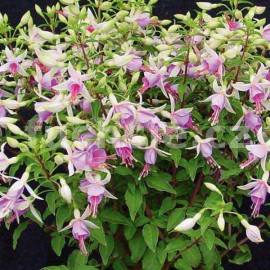 fuchsie Hillary - Fuchsia Hillary