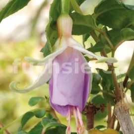 fuchsie Blue Sleighbells - Fuchsia Blue Sleighbells