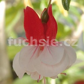 fuchsie Lassie - Fuchsia Lassie