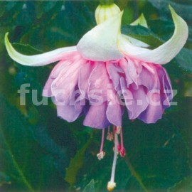 fuchsie Michiels Lut - Fuchsia Michiels Lut