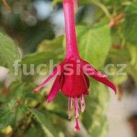 fuchsie Rodeo - Fuchsia Rodeo