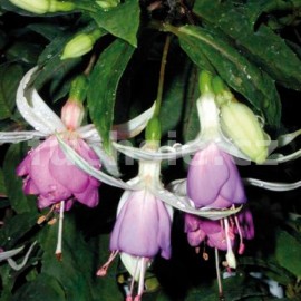 fuchsie Lucinda - Fuchsia Lucinda