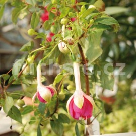 fuchsie Henkelly's leekbrok - Fuchsia Henkelly's leekbrok