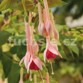 fuchsie Chor Echo - Fuchsia Chor Echo