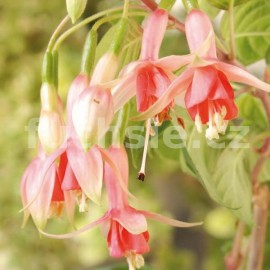 fuchsie Ans - Fuchsia Ans