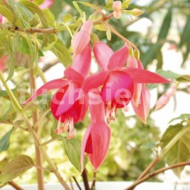 fuchsie Cornelia Smith - Fuchsia Cornelia Smith