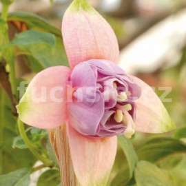 fuchsie Julia Ditrich - Fuchsia Julia Ditrich