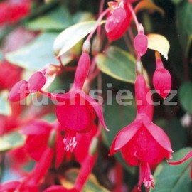 fuchsie Golden Treasura - Fuchsia Golden Treasura