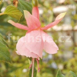 fuchsie First Lady - Fuchsia First Lady