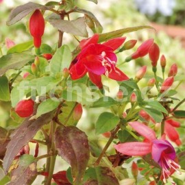 fuchsie Tango - Fuchsia Tango