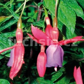 fuchsie Howlett's Hardy - Fuchsia Howlett's Hardy