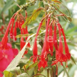 fuchsie Mary - Fuchsia Mary