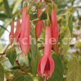 fuchsie Martha Franck - Fuchsia Martha Franck