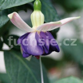 fuchsie Blautopf - Fuchsia Blautopf