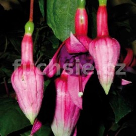 fuchsie Cog au Vin - Fuchsia Cog au Vin