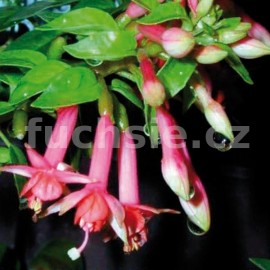 fuchsie Walz Lucifer - Fuchsia Walz Lucifer