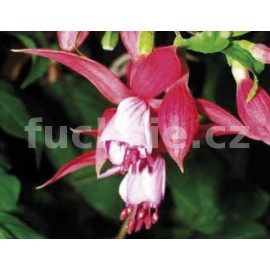 fuchsie Twiggy - Fuchsia Twiggy