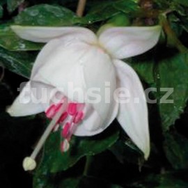 fuchsie Fridolin - Fuchsia Fridolin