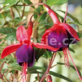 fuchsie Toci - Fuchsia Toci