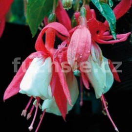 fuchsie Medusa - Fuchsia Medusa