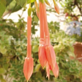 fuchsie Alde - Fuchsia Alde