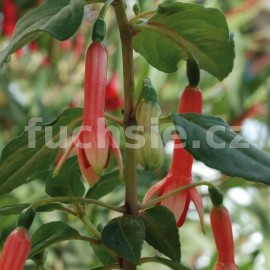 fuchsie Herzlein - Fuchsia Herzlein