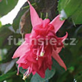 fuchsie Rayen - Fuchsia Rayen