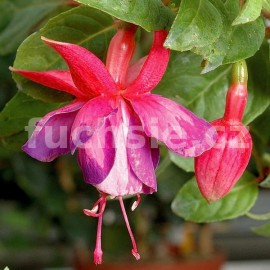 fuchsie Joan Gilbert - Fuchsia Joan Gilbert