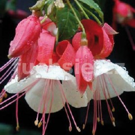 fuchsie Citation - Fuchsia Citation