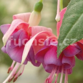 fuchsie Herzlog Tassilo - Fuchsia Herzlog Tassilo