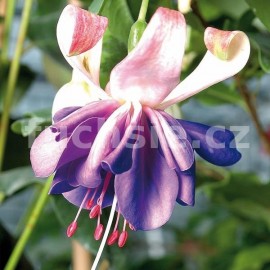 fuchsie Blue Angel - Fuchsia Blue Angel