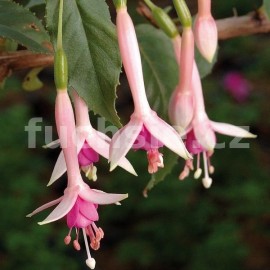 fuchsie Fler de Picardia - Fuchsia Fler de Picardia